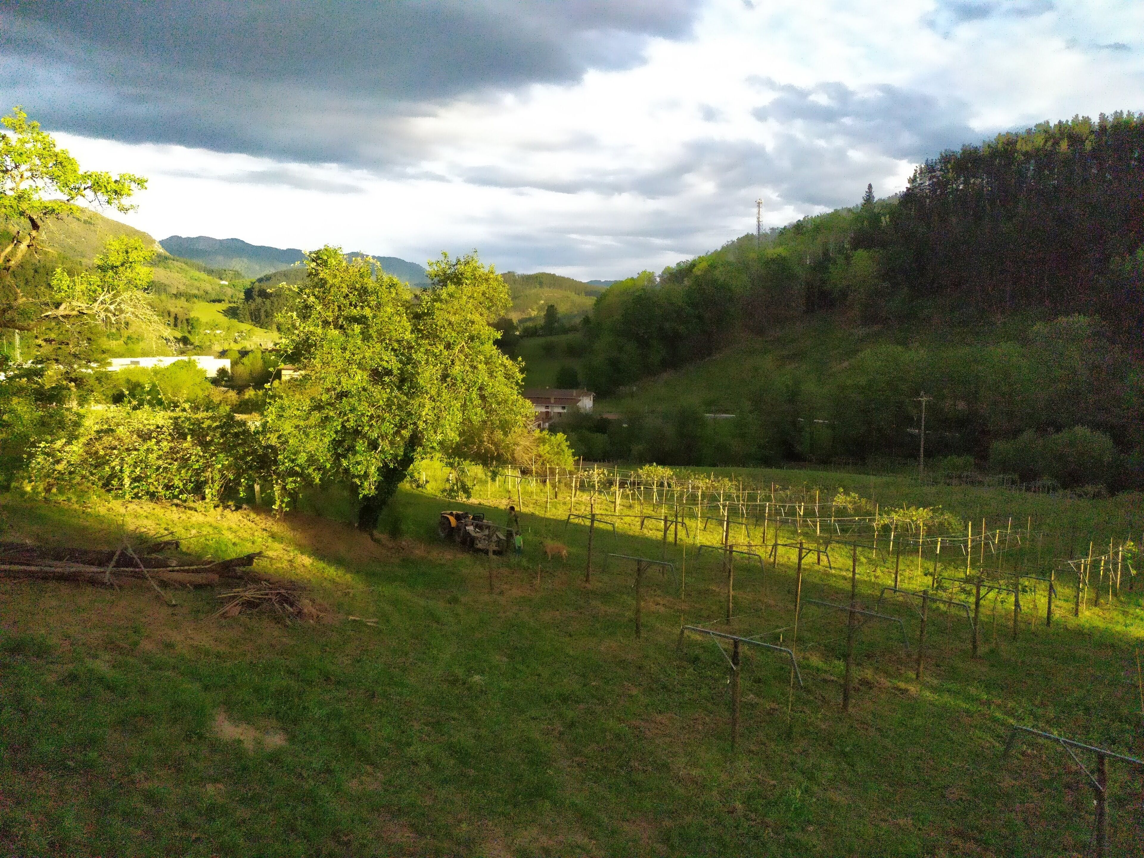 Viñedo con hileras de vides, un tractor y un árbol en primer plano.