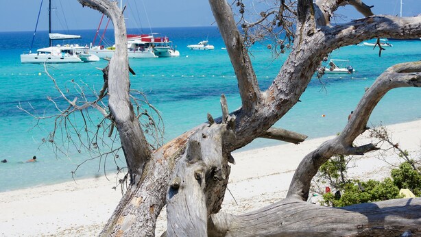 A beach with boats and a tree in the foreground.