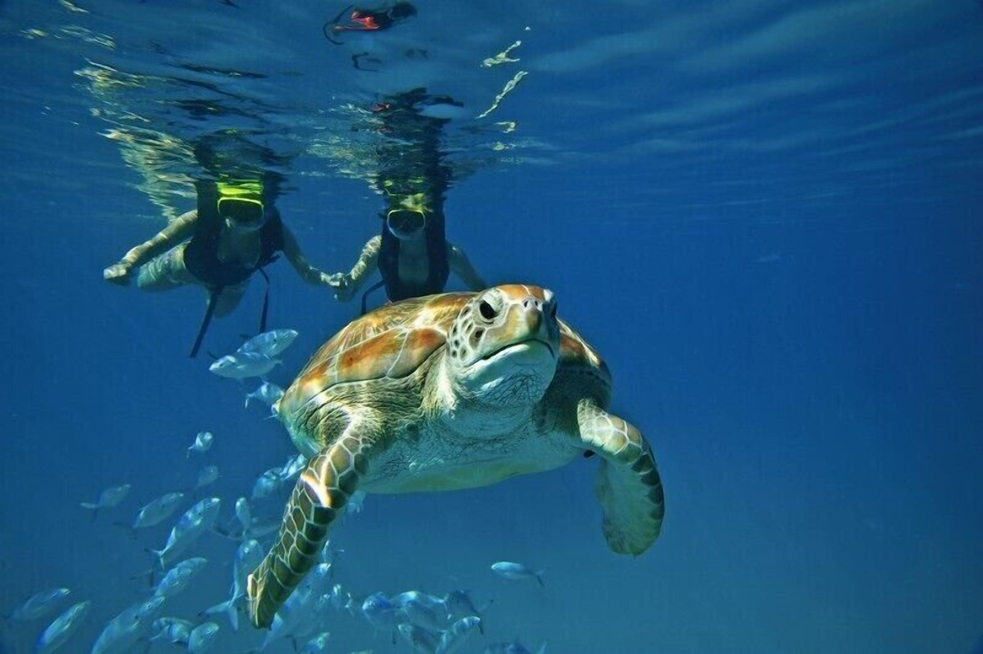 A sea turtle swimming in clear blue water, with two divers in the background.