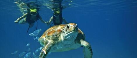 A sea turtle swimming in clear blue water, with two divers in the background.