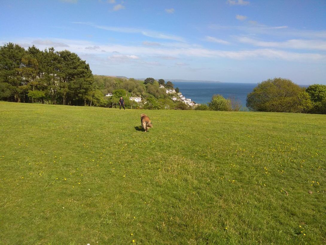 A grassy field with a dog, trees, and houses in the background.