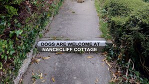 Un sentier bordé d’une végétation luxuriante, avec un chien qui marche devant. Une inscription sur le sentier indique : « Les chiens sont les bienvenus au Nancecliff Cottage. »