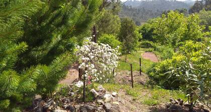 House Milhariça, Figueiro dos Vinhos
