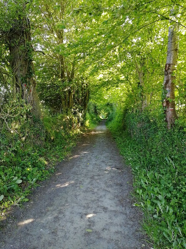 Un sentier étroit et non pavé, bordé d’une végétation luxuriante et d’arbres.