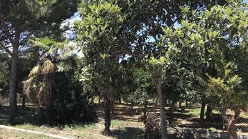 Un sentier bordé d’arbres, avec une clôture et une bordure en béton.