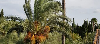 プール付きの豪華なカントリーヴィラMATOLA ALGODA ELCHE ALICANTE COSTA BLANCAスペイン