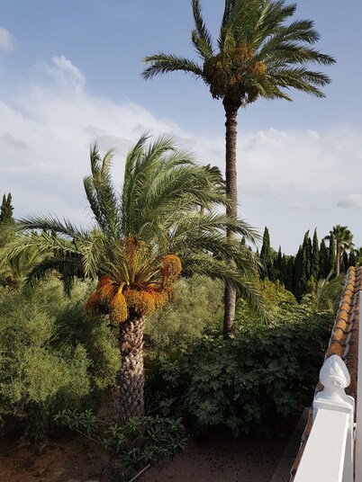 Luxury country Villa with private pool MATOLA ALGODA ELCHE ALICANTE COSTA BLANCA