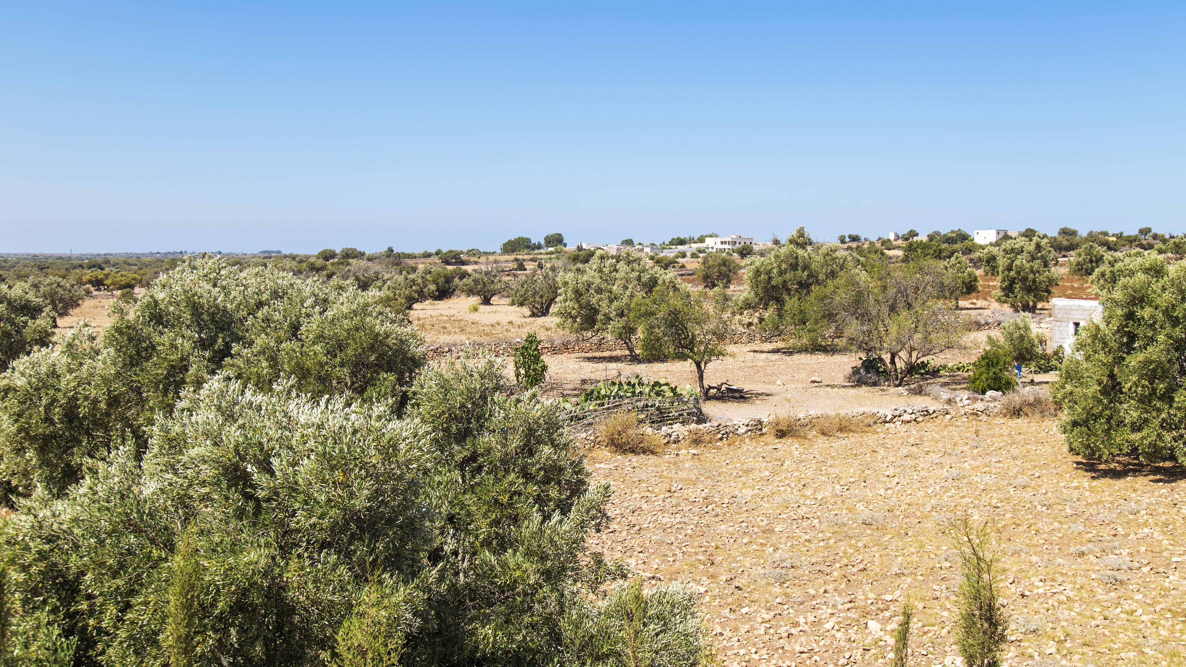 A rural landscape with olive trees and a few scattered buildings.