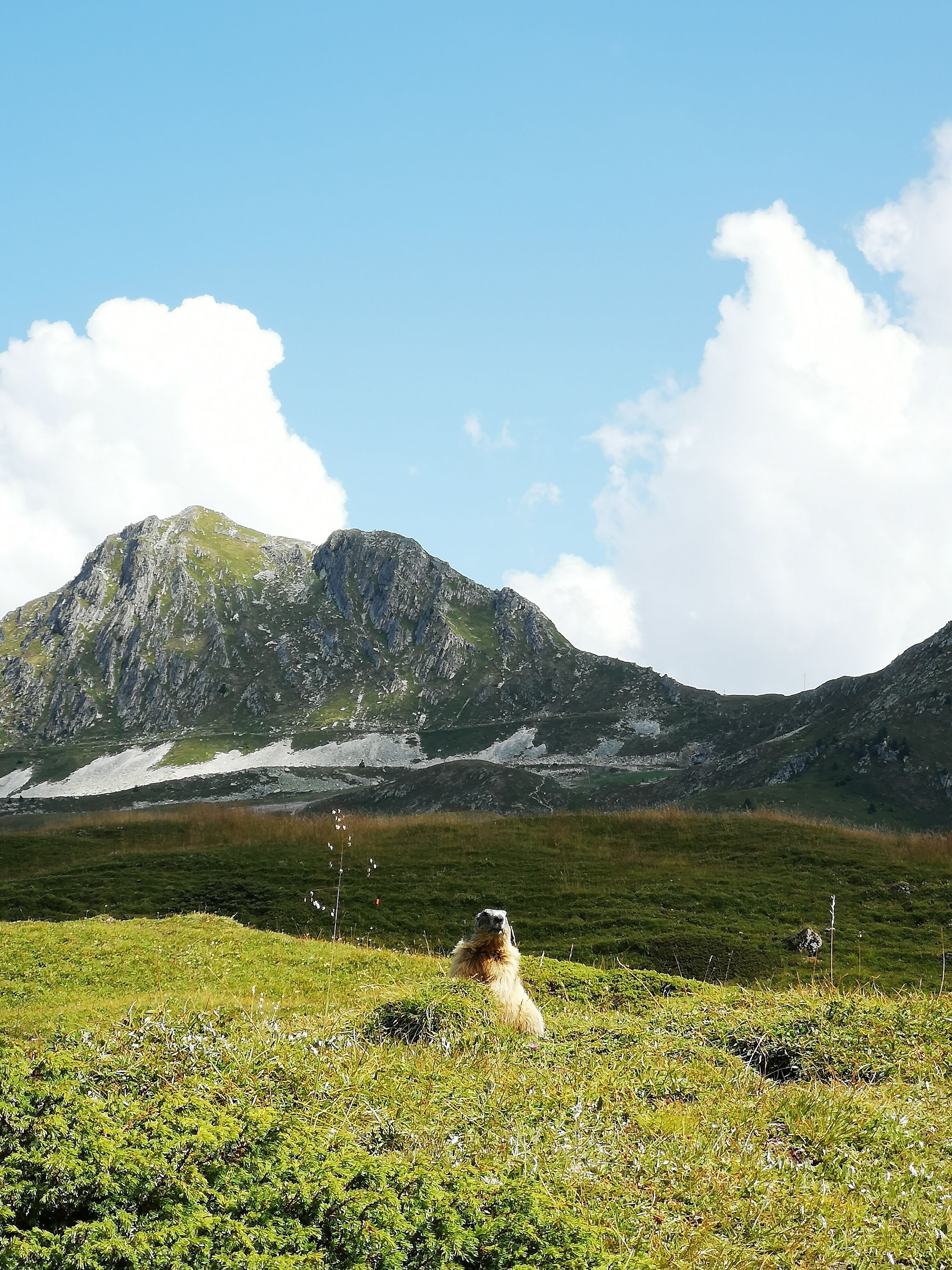 Paisaje montañoso con un perro en primer plano.
