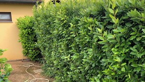 Uma área de jardim com um viveiro bem aparado, uma mangueira e um edifício com telhado em telhas.