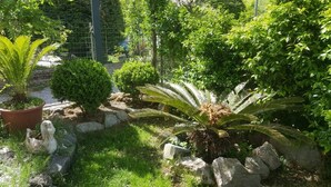 Un giardino con diverse piante e rocce.
