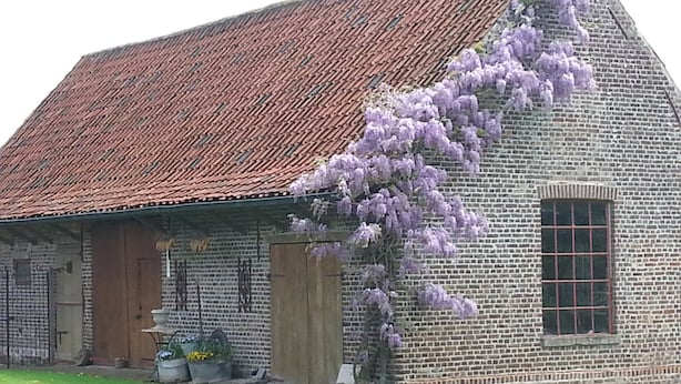 A brick building with a red-tiled roof and a purple flowering tree in front. - Lomolen B&B (Aalter)