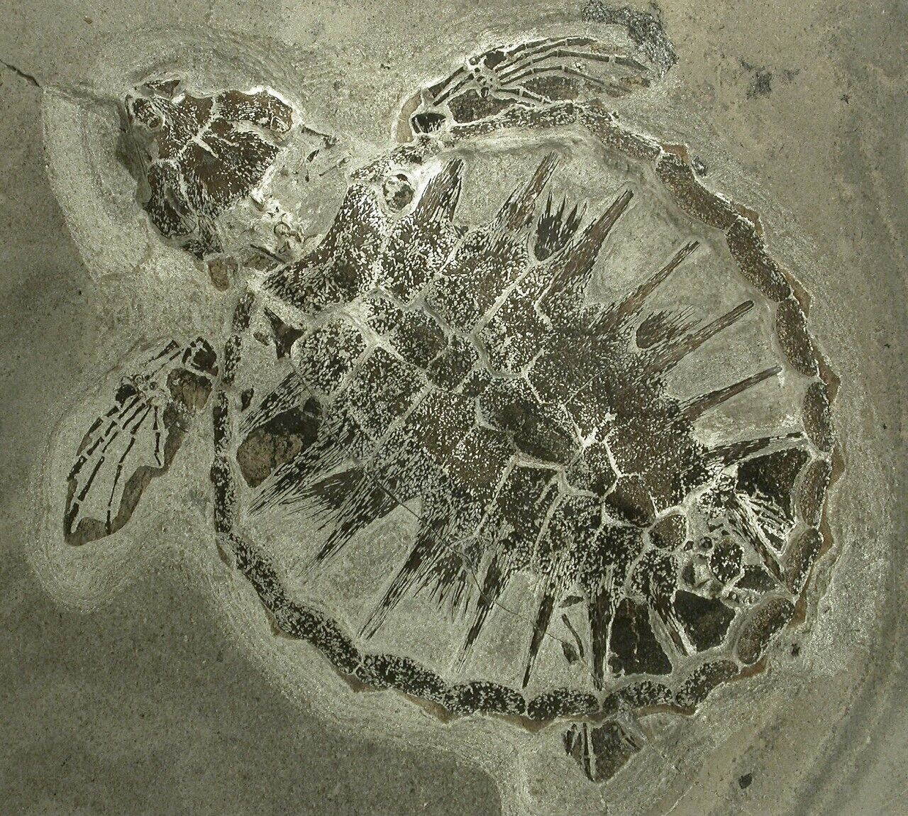 Een versteende afdruk van een schildpad in een vlakke ondergrond.