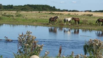 Un grupo de caballos cerca de un cuerpo de agua, con un paisaje natural de fondo.