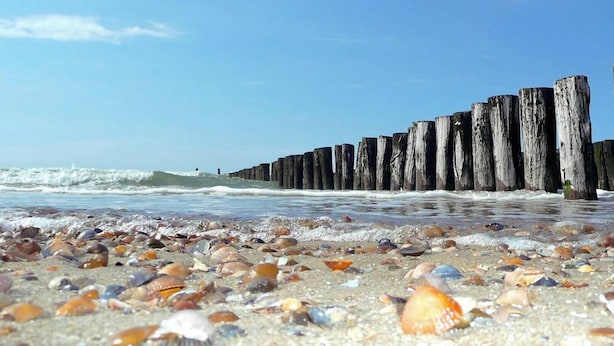 A beach with wooden posts and scattered seashells.