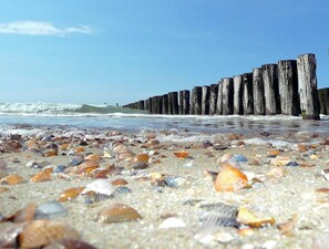 Ein Strand mit Holzpfählen und verstreuten Muscheln.