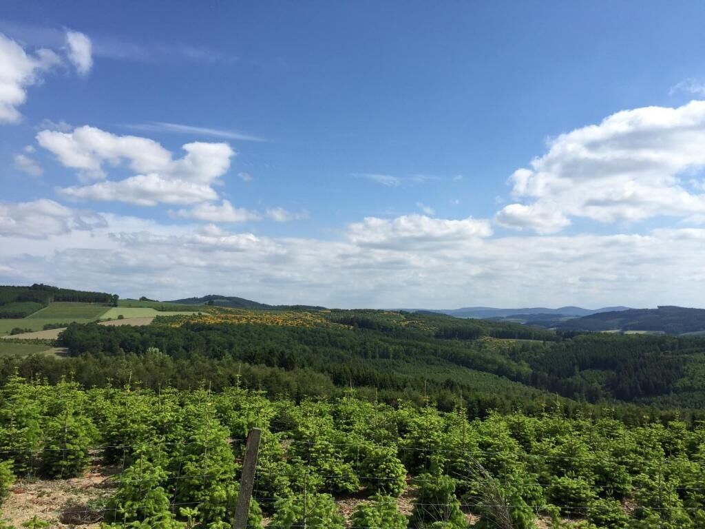 A vineyard with rows of grapevines and a hilly landscape in the background.
