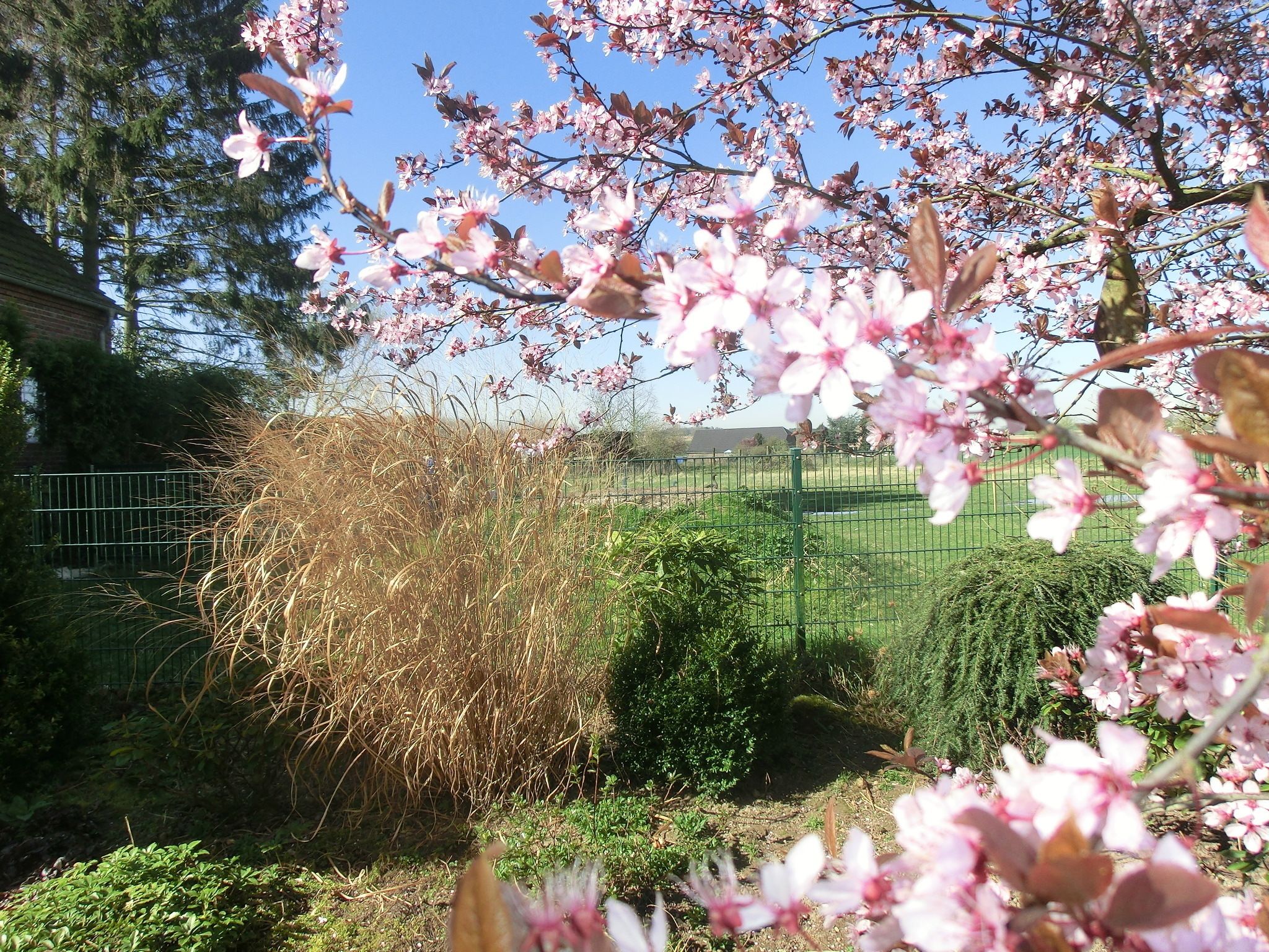 Un jardin avec des arbres en fleurs et une clôture verte.