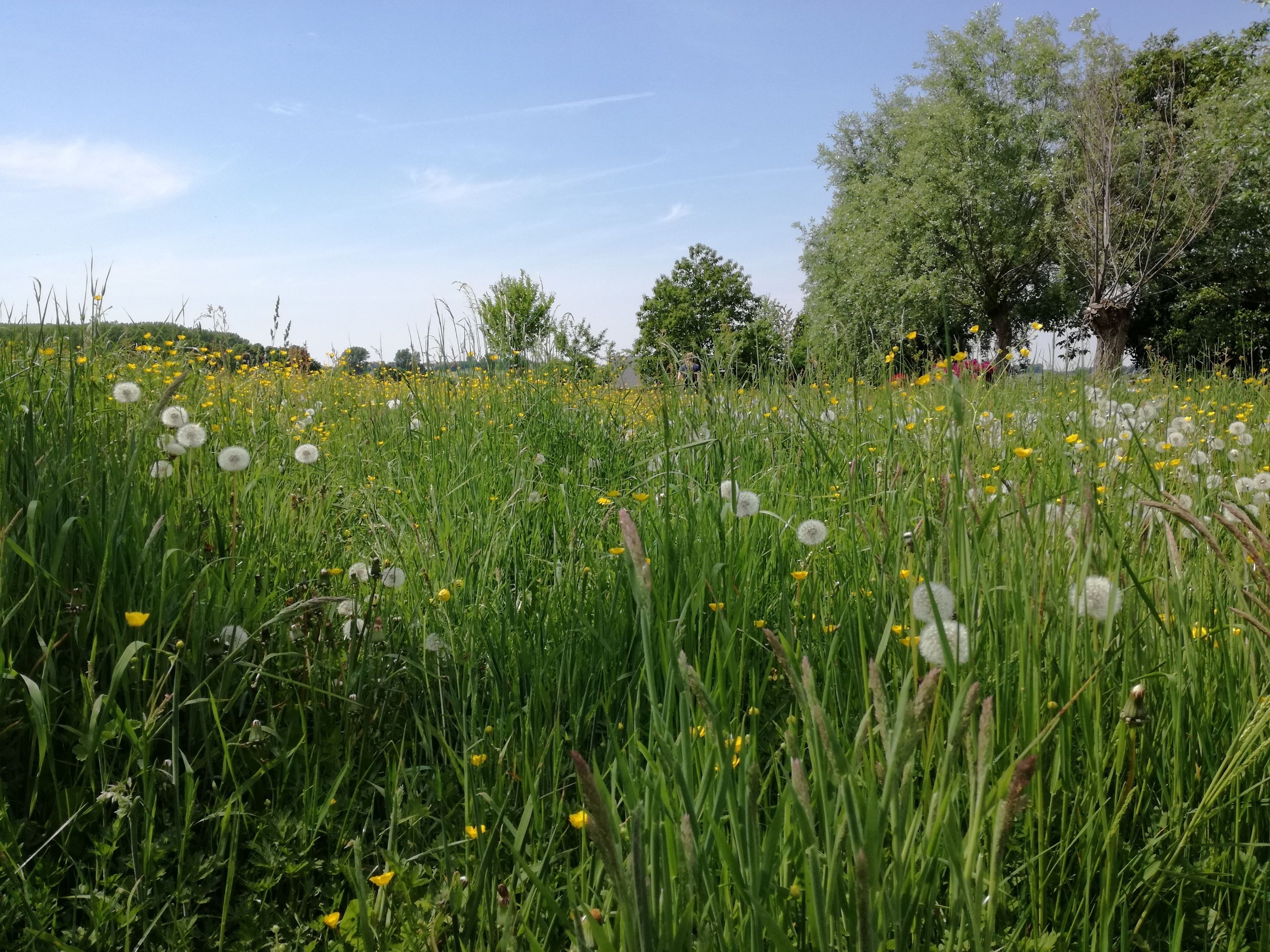 Un campo de hierba alta y flores silvestres, con árboles al fondo.