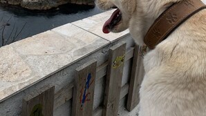 Un perro mirando un cuerpo de agua con un promontorio rocoso a lo lejos.