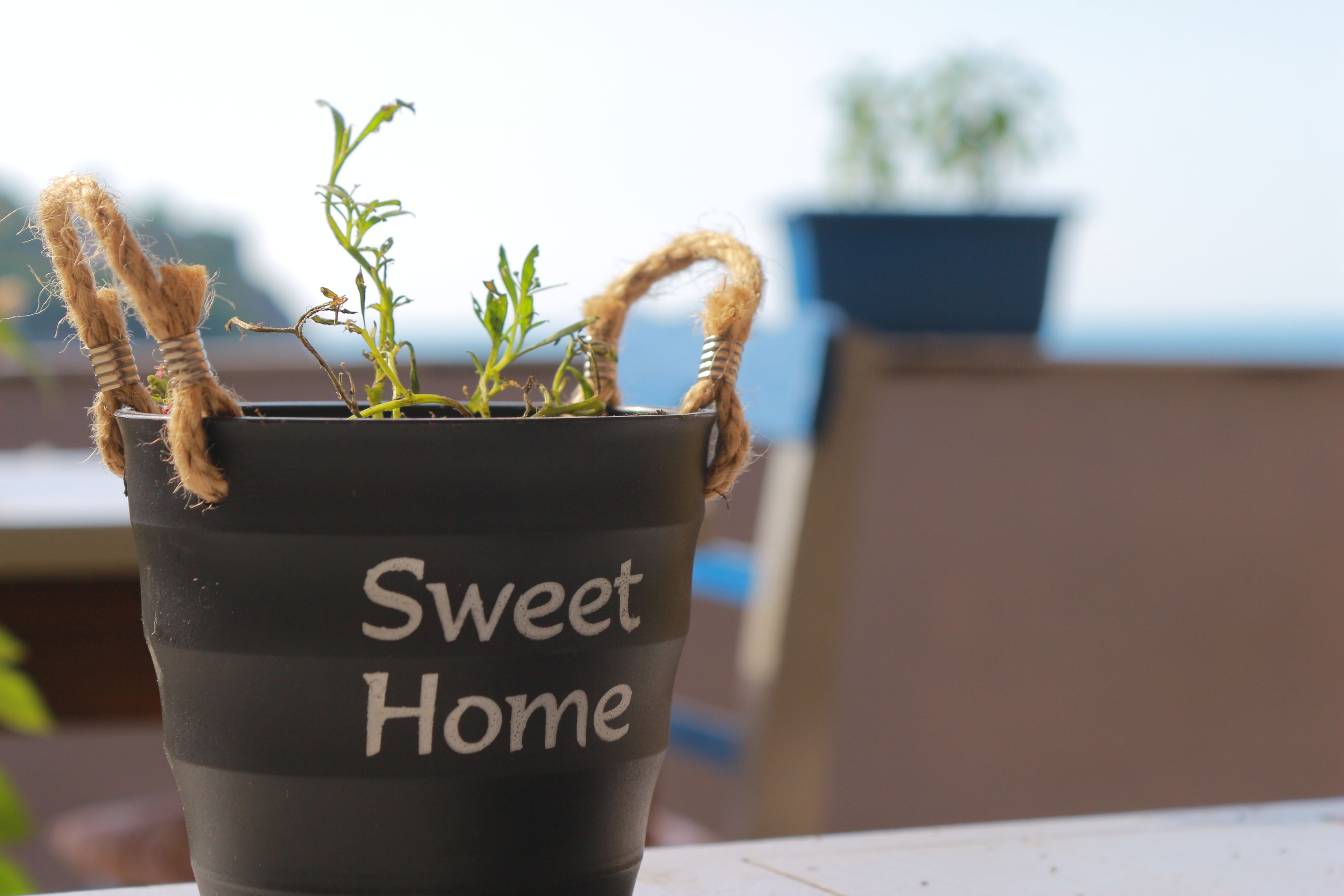 Una planta en maceta con un asa de cuerda y la frase 'Sweet Home' escrita en una maceta negra.