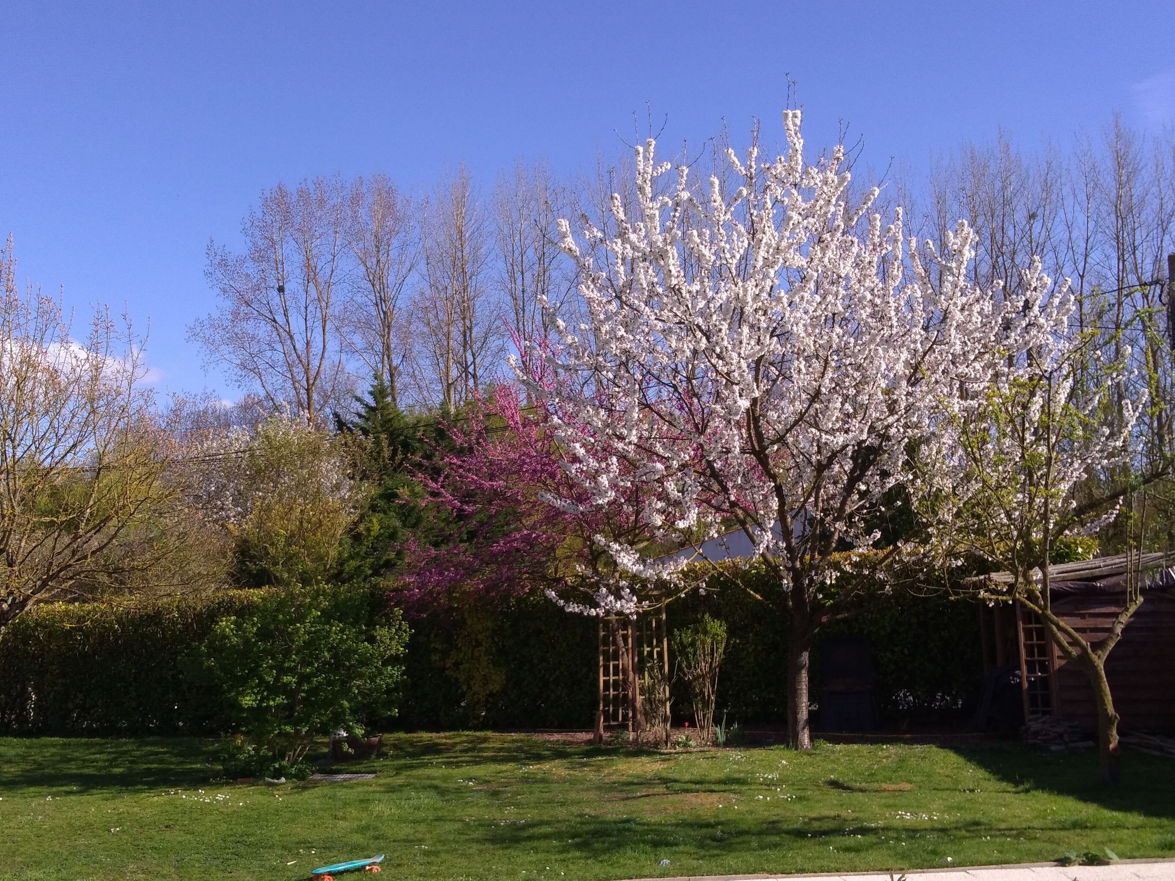 Een tuin met diverse bomen, waaronder een opvallende witte bloeiende boom, een paarse bloeiende boom en een groene haag.
