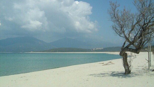 Ein Strand mit blauem Himmel, sandigem Ufer und einem kahl stehenden Baum.