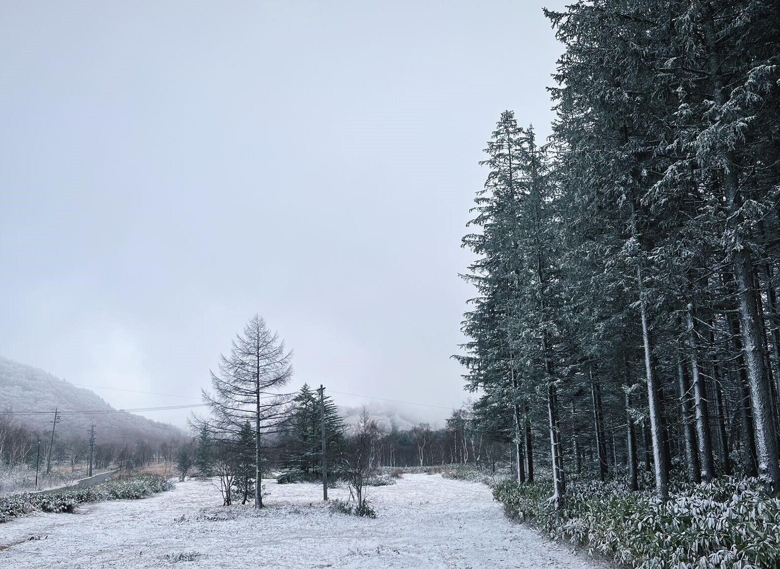 A snowy landscape with a road, trees, and a mountain in the background.