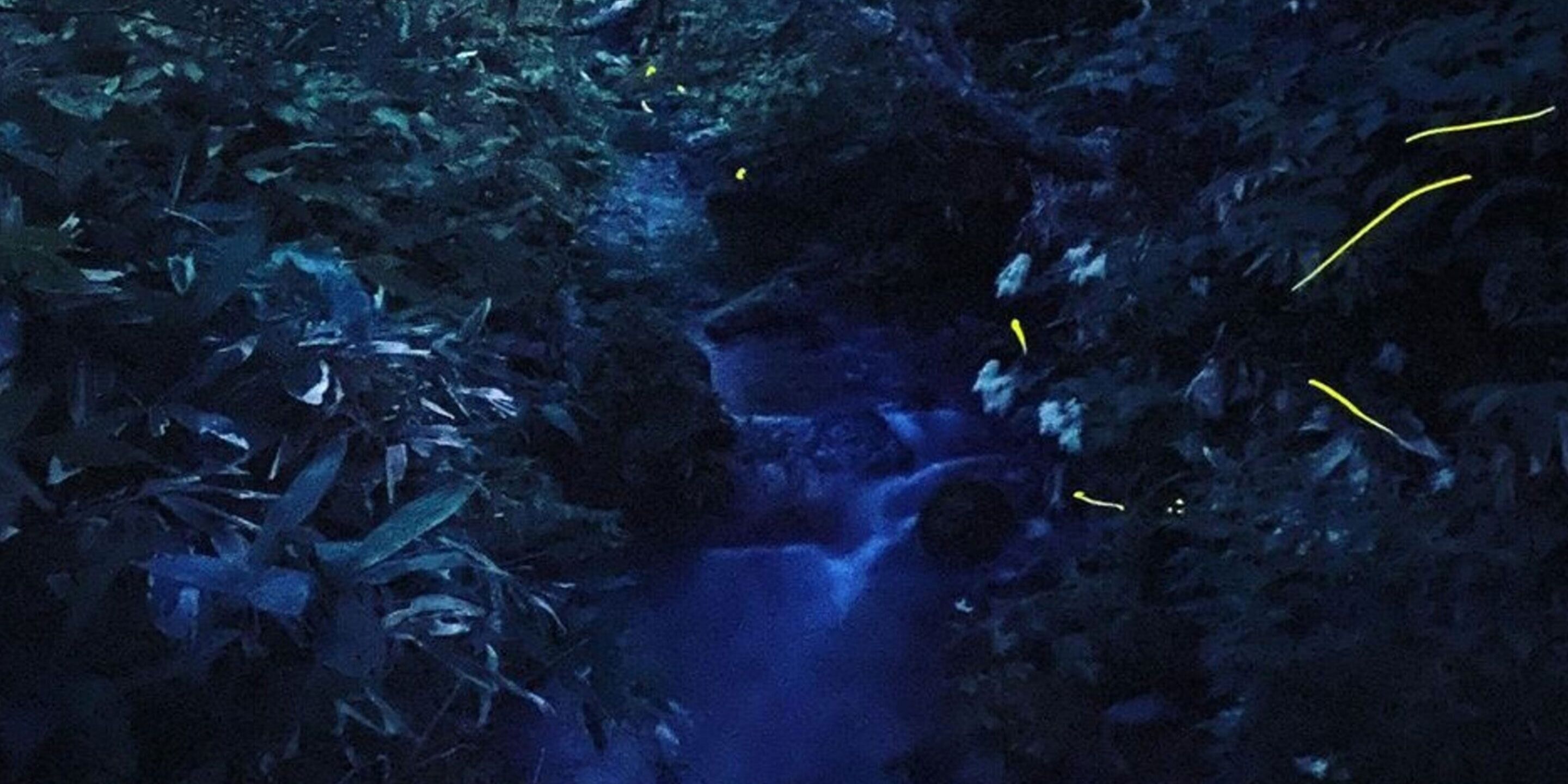 A narrow, rocky stream flowing through dense foliage.