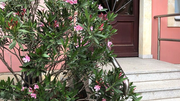 A potted plant with pink flowers in front of a building entrance.