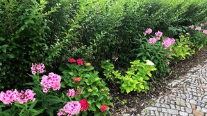 A garden with a stone pathway.