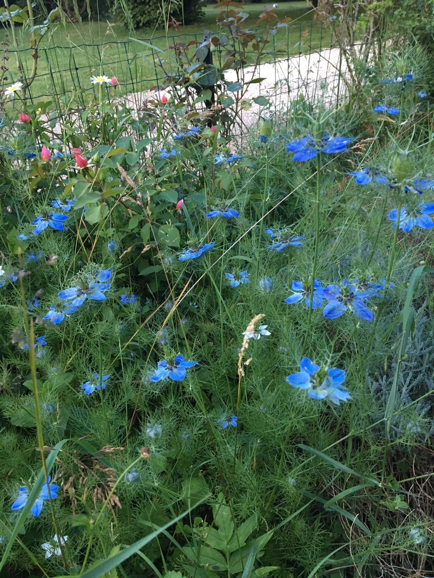A garden with various flowers, including blue and white blooms, and a wire fence in the background.