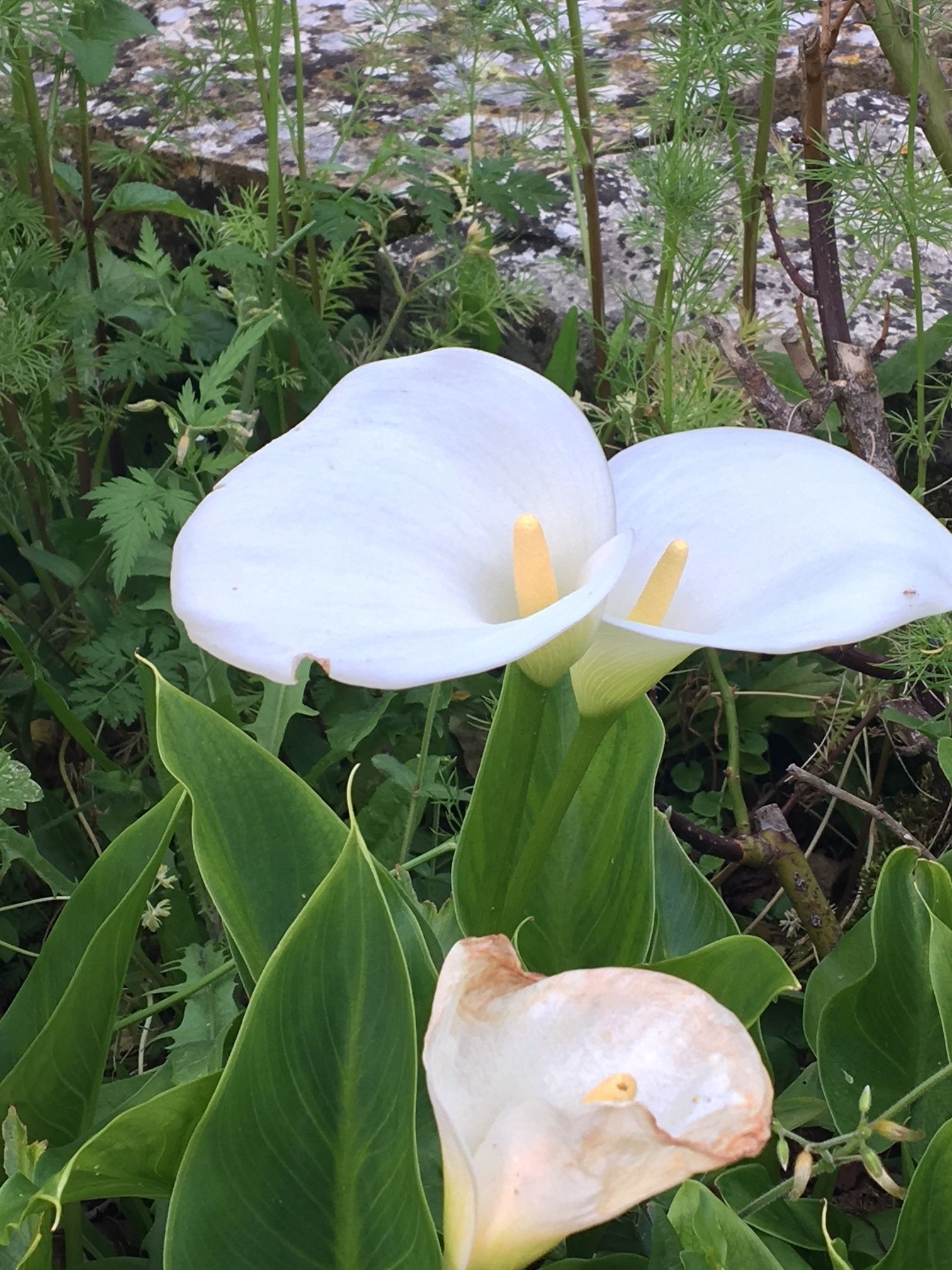 Un gros plan de fleurs blanches à cœur jaune, entourées de feuillage vert.