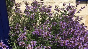 Un jardín con flores moradas frente a un muro de piedra y una puerta azul.