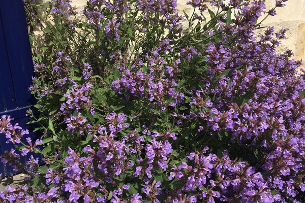 Jardín