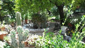 Un jardín con diversas plantas en macetas, incluyendo cactus y un árbol grande.
