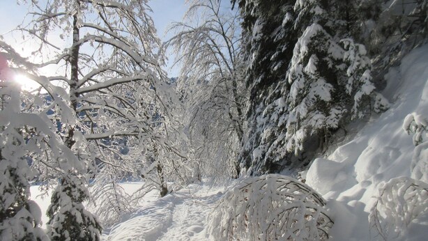 A snow-covered path flanked by trees and a snowbank.