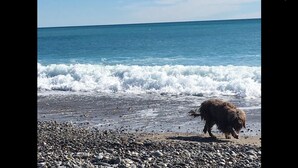 Un cane su una spiaggia di ciottoli con le onde sullo sfondo.