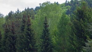 A restaurant with a sign reading "Flößbachhof" in a forested area. - Flörsbacher Hof (Floersbachtal)