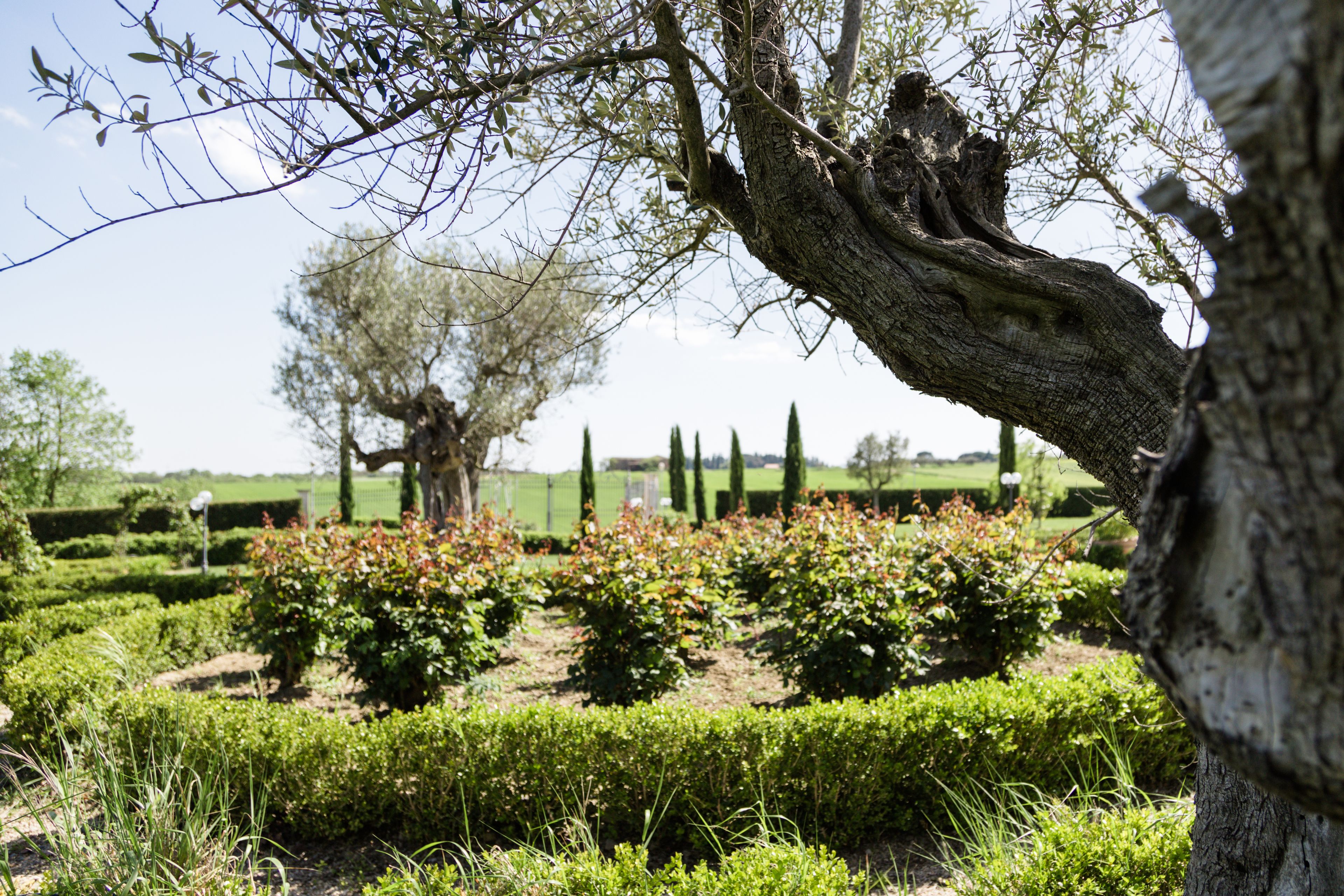 Un giardino con siepi curate e un grande tronco d'albero in primo piano.