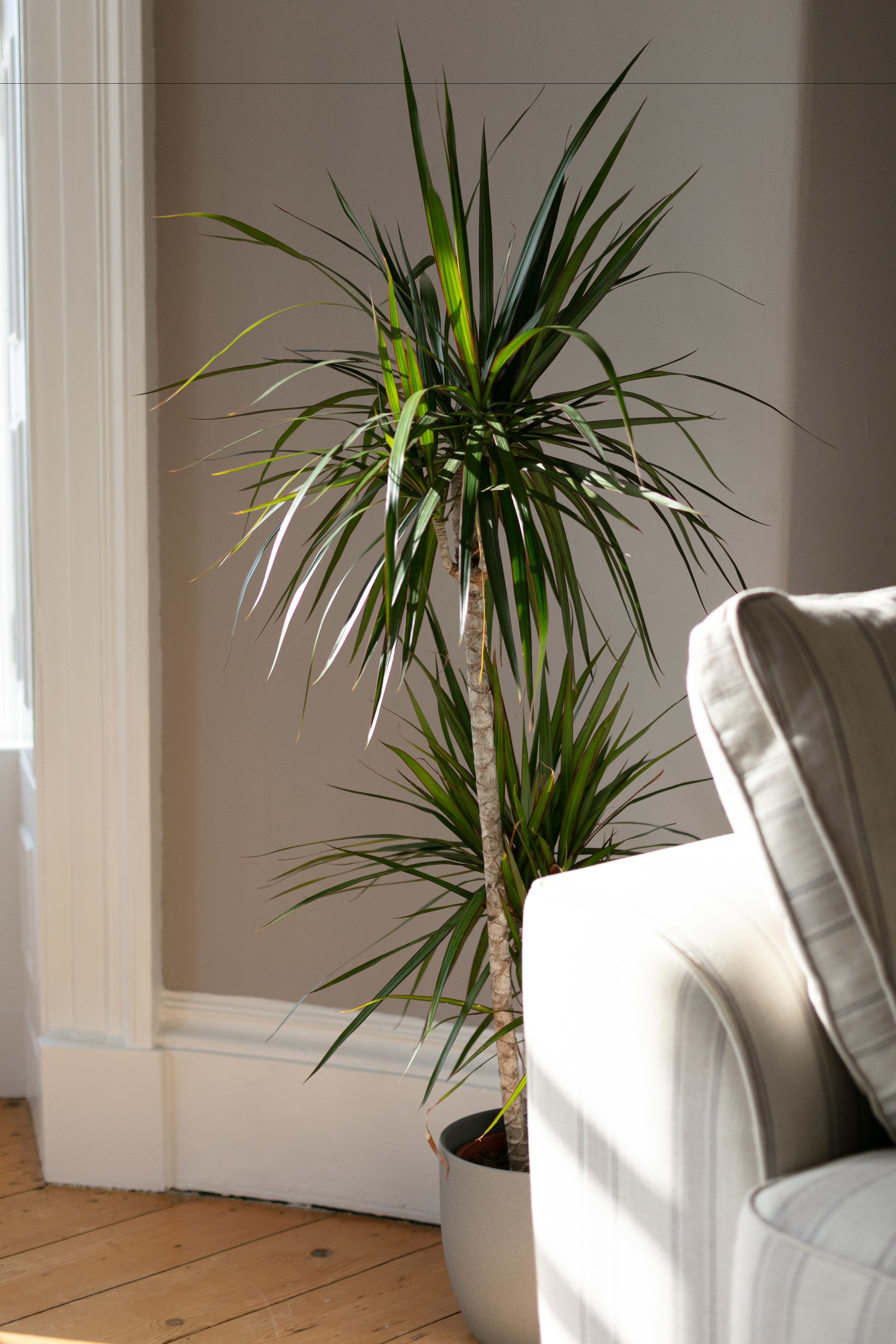A potted plant with long green leaves in a corner of a room with a white couch and wooden flooring.