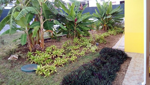 A garden with various plants and a paved walkway.