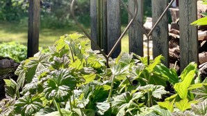 A wooden garden gate with a heart-shaped metal ornament. - Idyllic holiday home near Örkelljunga, sun terrace, wood-burning stove, forests and lakes (Örkelljunga)
