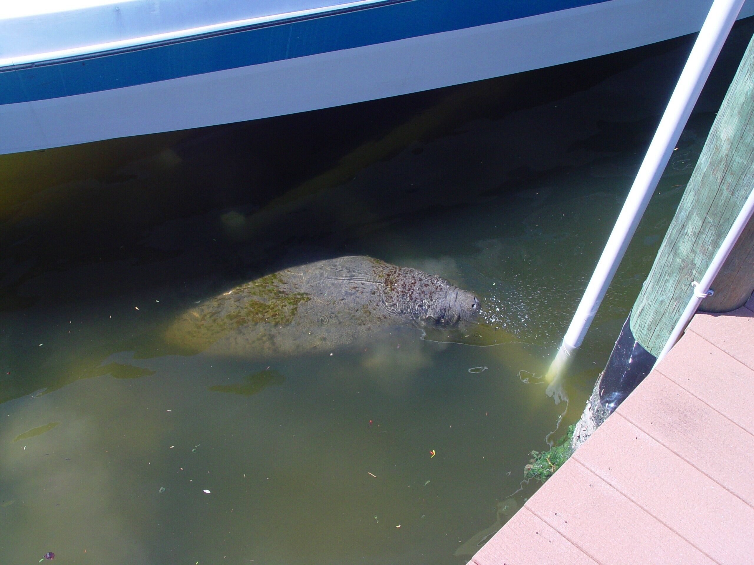 A large fish in a body of water near a boat.