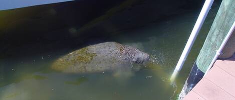 A large fish in a body of water near a boat.