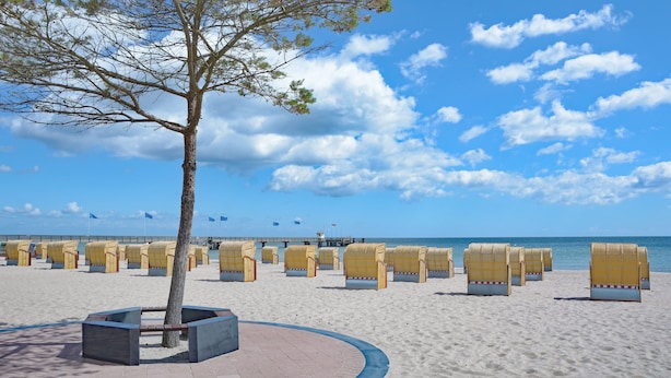 Ein Strand mit mehreren Reihen gelber Liegen und einem Baum im Vordergrund.