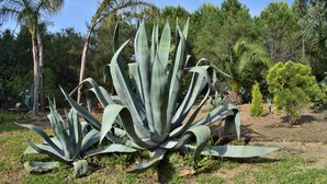 Un grand agave dans un jardin, avec d’autres plantes et arbres en arrière-plan.