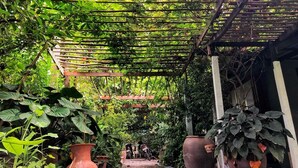 A garden with a wooden pergola structure, potted plants, and a pathway leading to a building.