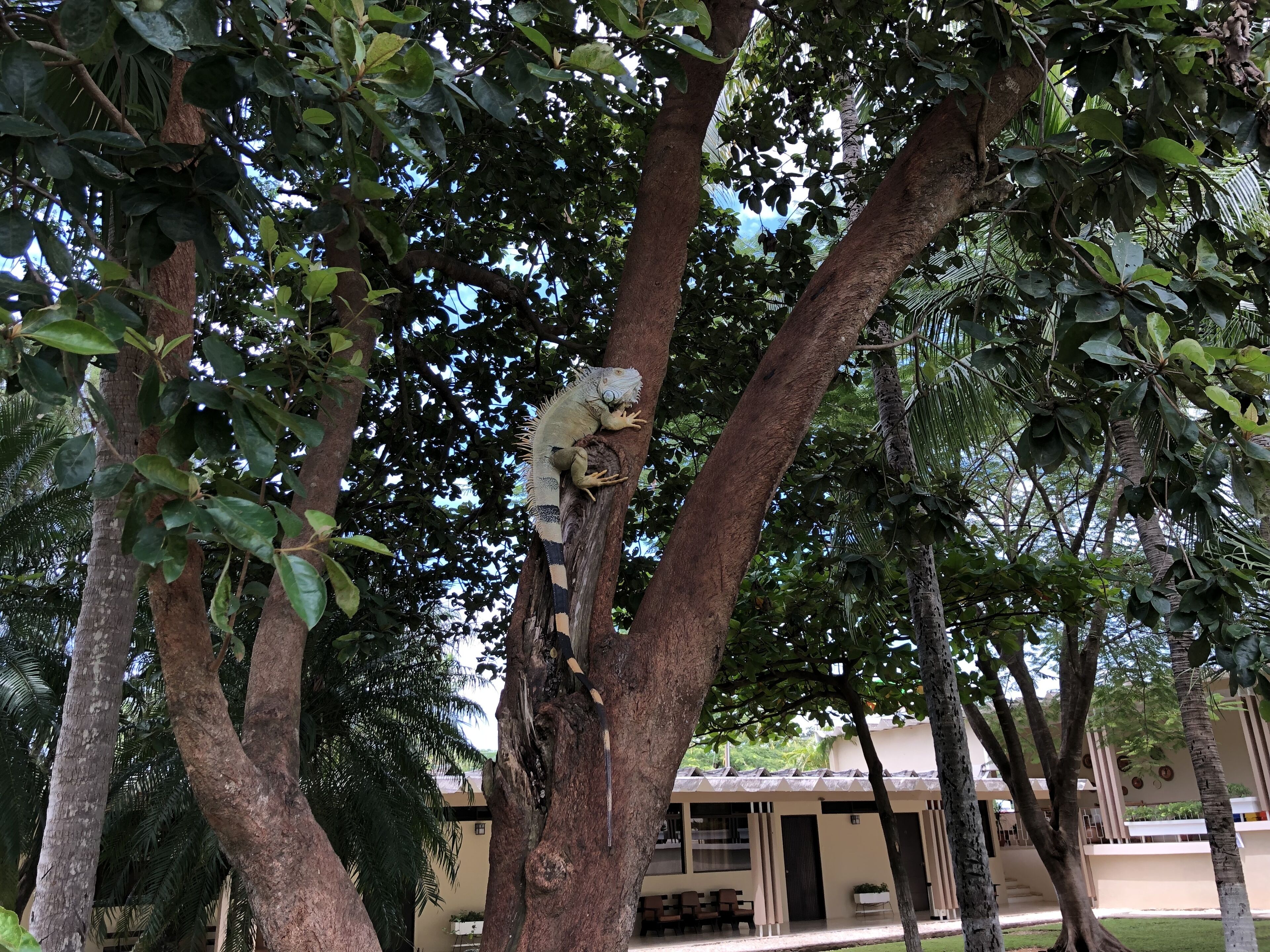 Un arbre sur lequel se trouve un lézard, entouré d’autres arbres et avec un bâtiment en arrière-plan.