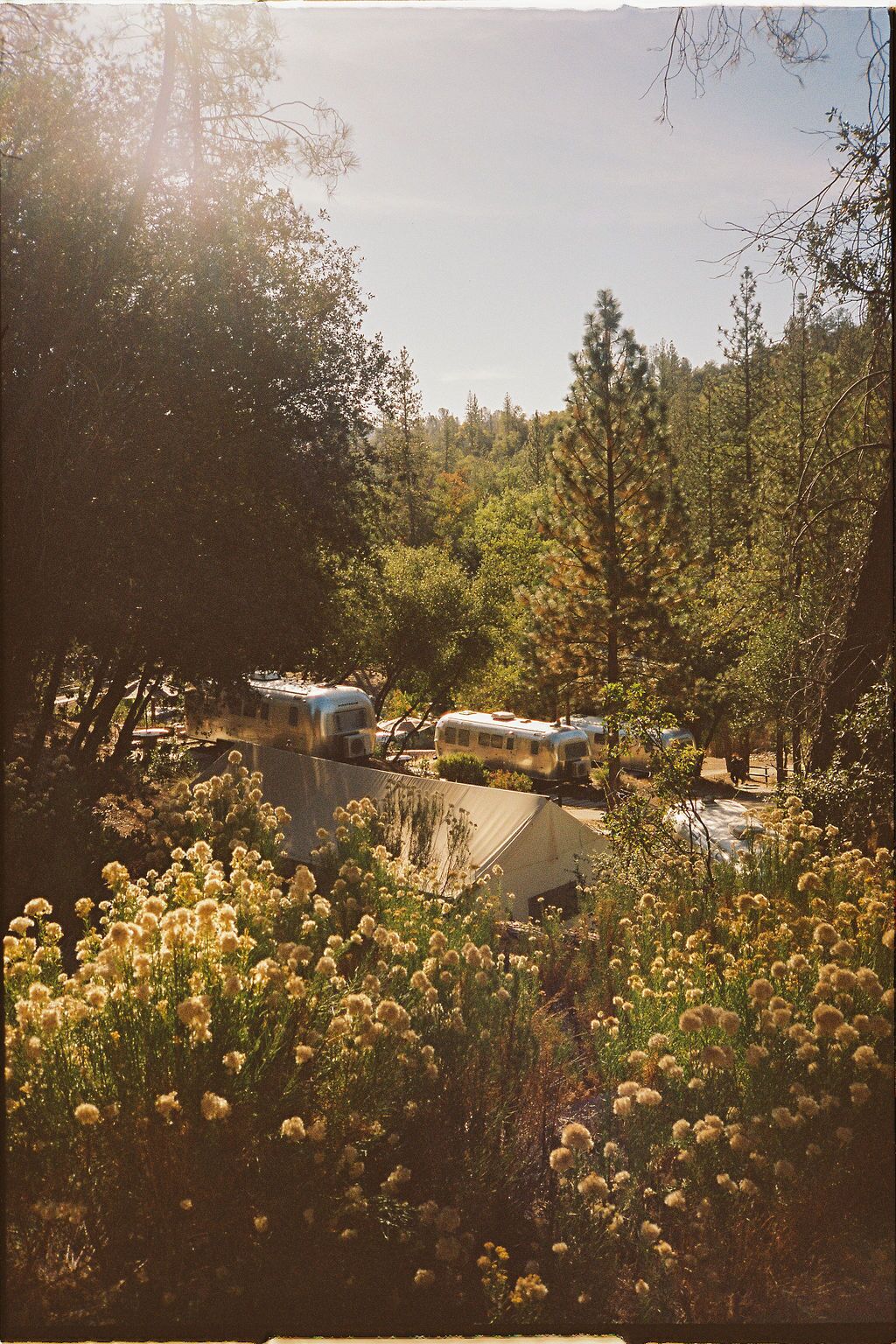 A campsite with RVs parked among trees and wildflowers.